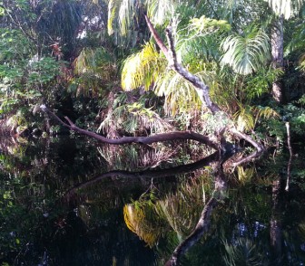 Tortuguero