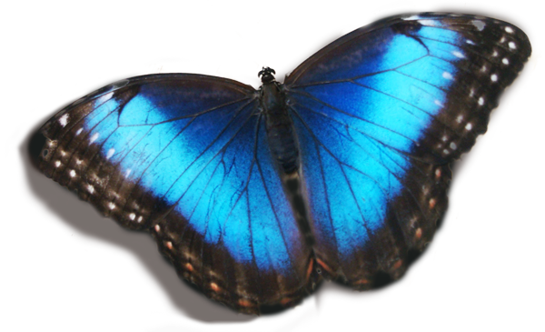 mariposa